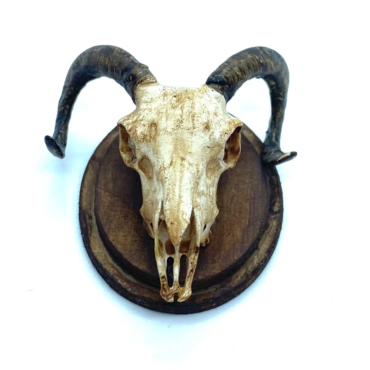 Mounted Goat’s Skull