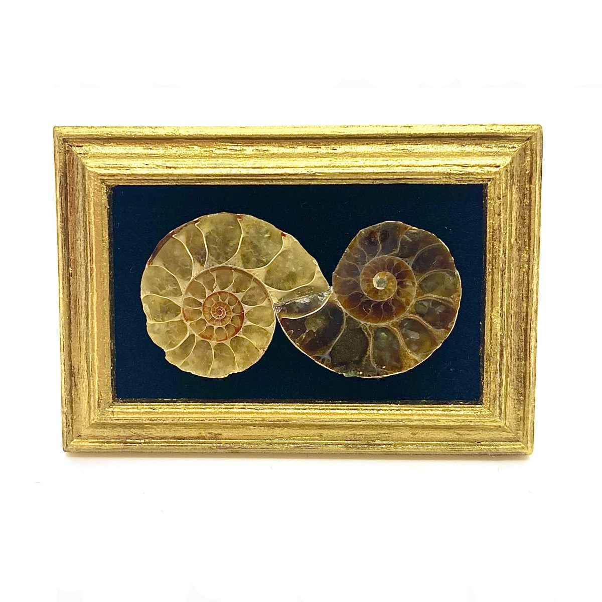 Framed Spiral Ammonite