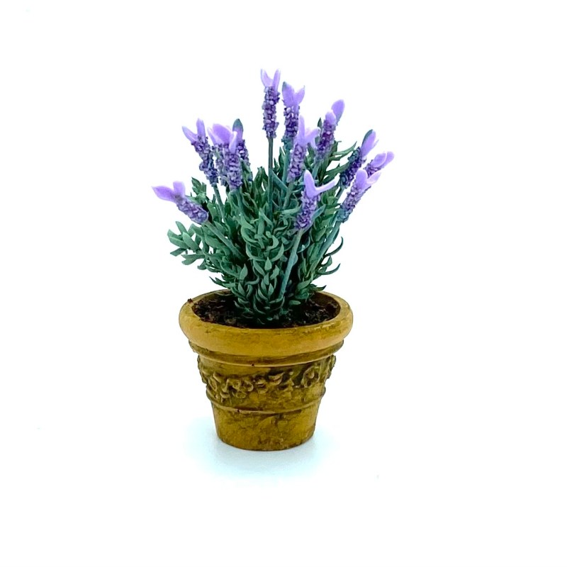 Pot of Lavender