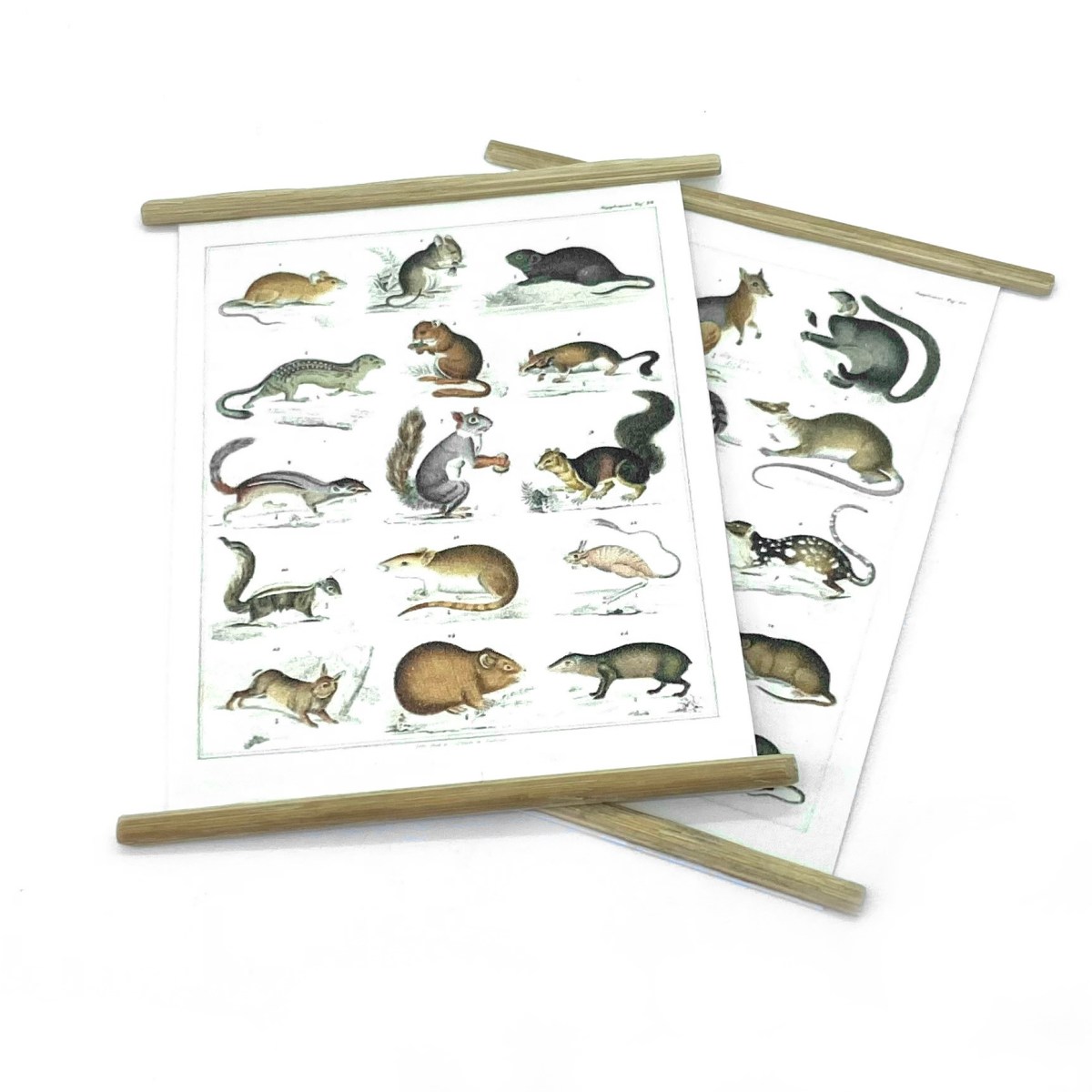 Rodent Identification Charts