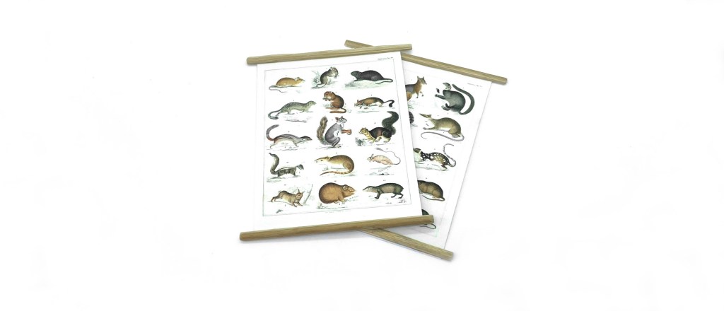 Rodent Identification Charts