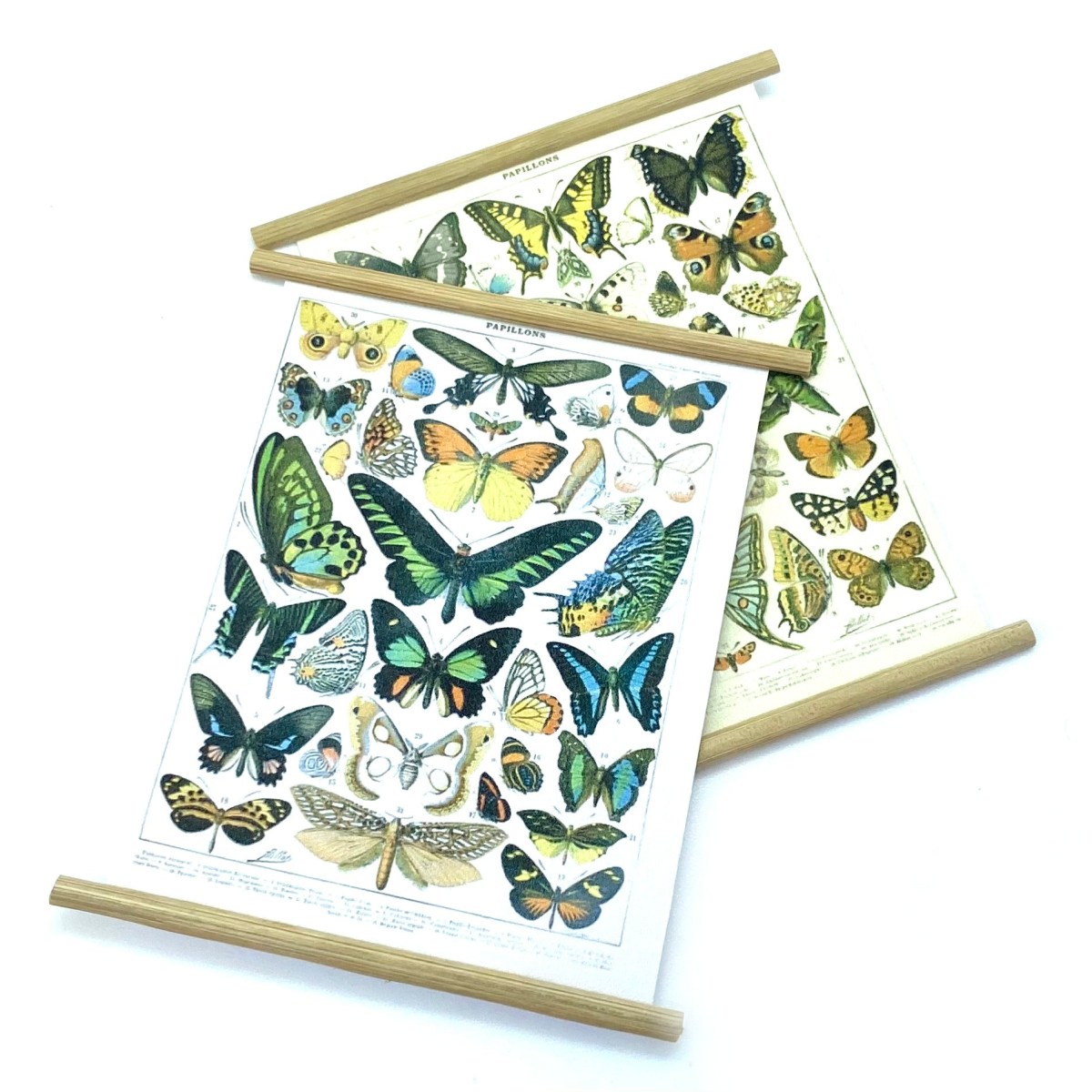 Butterfly Identification Charts