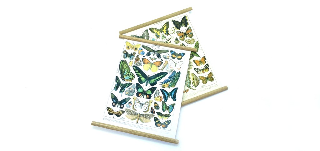 Butterfly Identification Charts