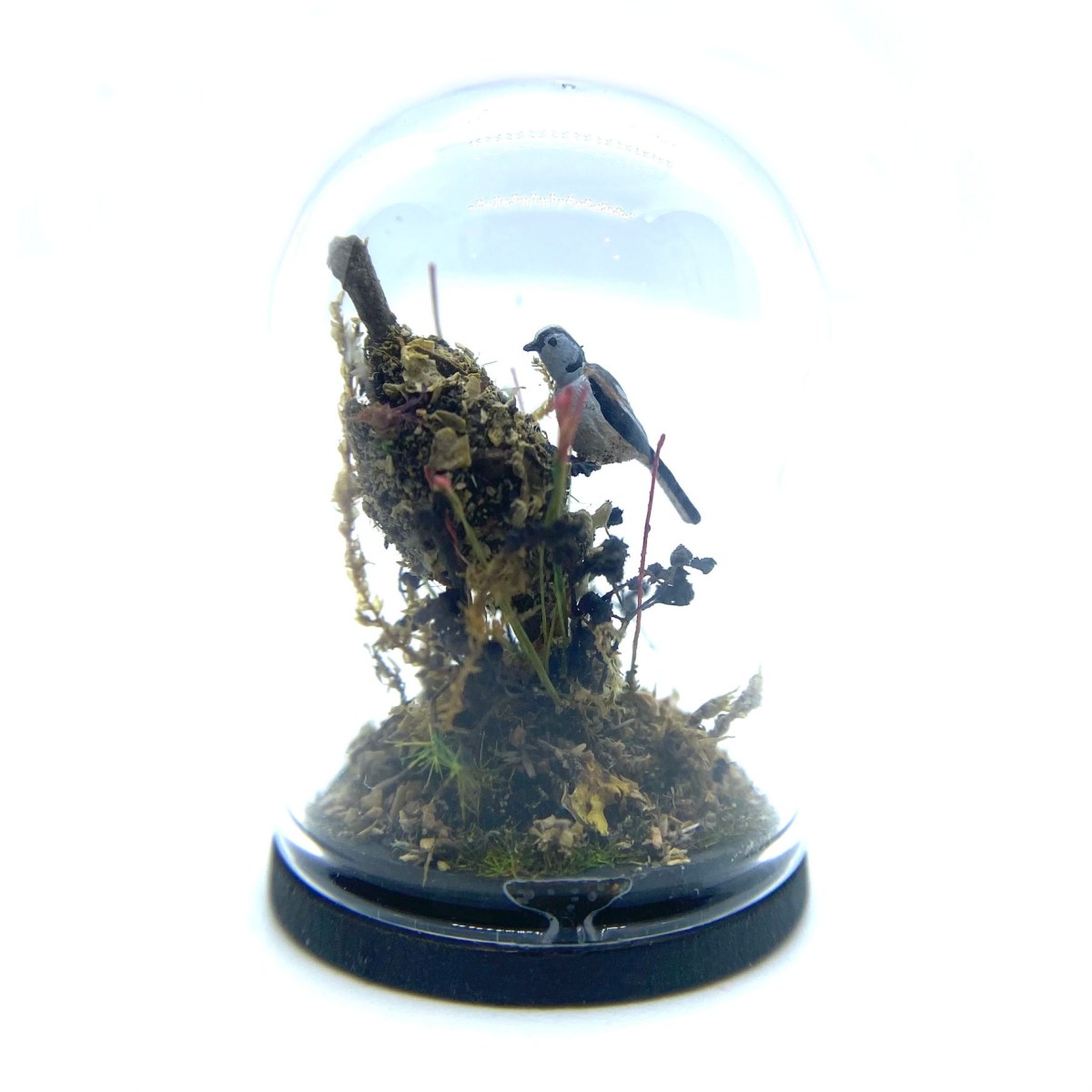 Long Tailed Tit under a Glass&nbsp;Dome